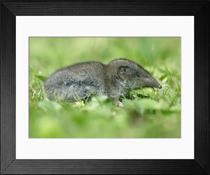 Framed Print : Great-White-Toothed Shrew-In garden. Lower Saxony, Germany Framed Print : Great-White-Toothed Shrew-In garden. Lower Saxony, Germany