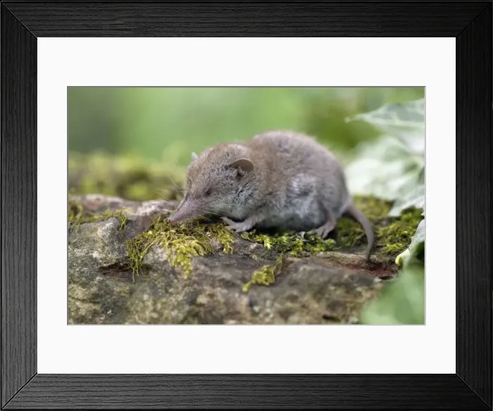 Framed Print : Great White-toothed Shrew - on garden wall Lower Saxony, Germany Framed Print : Great White-toothed Shrew - on garden wall Lower Saxony, Germany