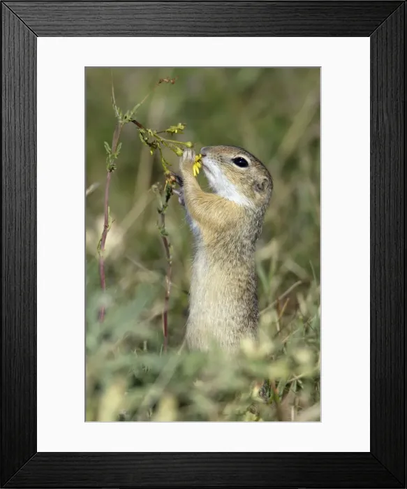Framed Print : Suslik-Feeding on flowers National Park Neusiedlersee, Austria Framed Print : Suslik-Feeding on flowers National Park Neusiedlersee, Austria
