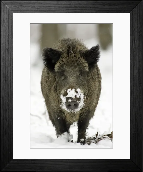 Framed Print : Wild Pig-Sow in snow covered woodland Hessen, Germany Framed Print : Wild Pig-Sow in snow covered woodland Hessen, Germany