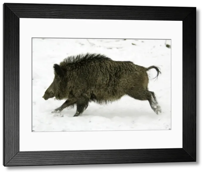 Framed Print : Wild Pig-Sow running through snow covered woodland Hessen, Germany