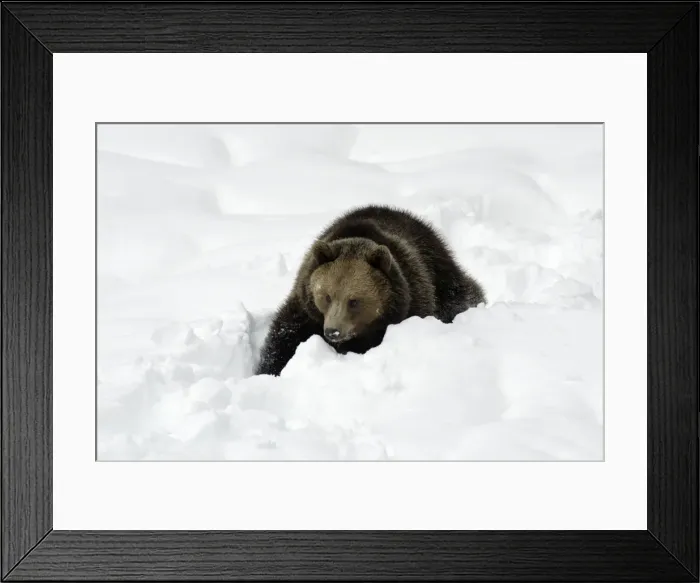 Framed Print : European Brown Bear- young animal in snow Bavaria, Germany Framed Print : European Brown Bear- young animal in snow Bavaria, Germany