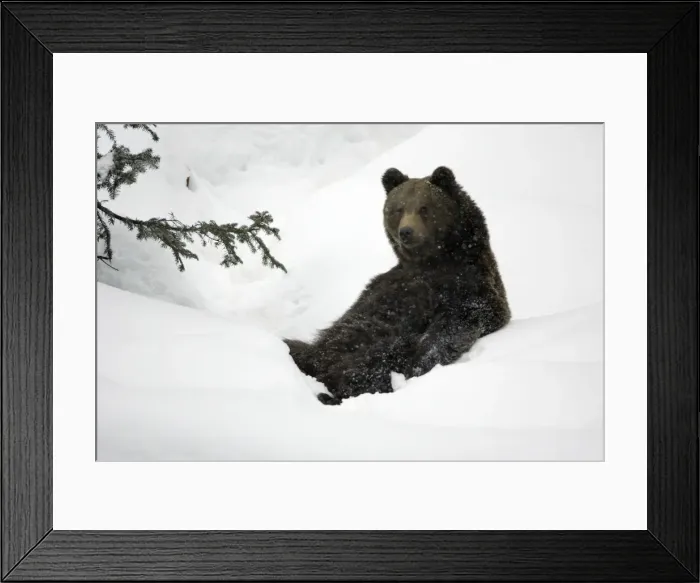 Framed Print : European Brown Bear- young animal sitting in snow Bavaria, Germany Framed Print : European Brown Bear- young animal sitting in snow Bavaria, Germany