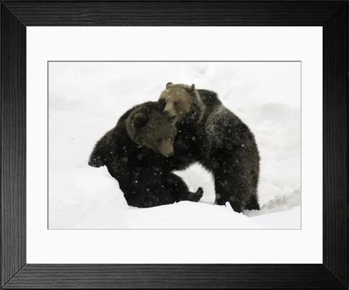Framed Print : European Brown Bear- young animals playing in snow Bavaria, Germany Framed Print : European Brown Bear- young animals playing in snow Bavaria, Germany