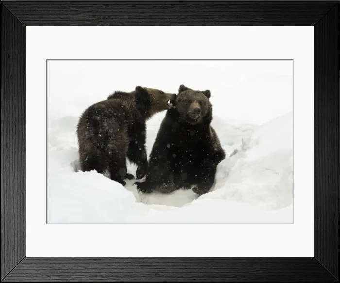 Framed Print : European Brown Bear- young animals playing in snow Bavaria, Germany Framed Print : European Brown Bear- young animals playing in snow Bavaria, Germany