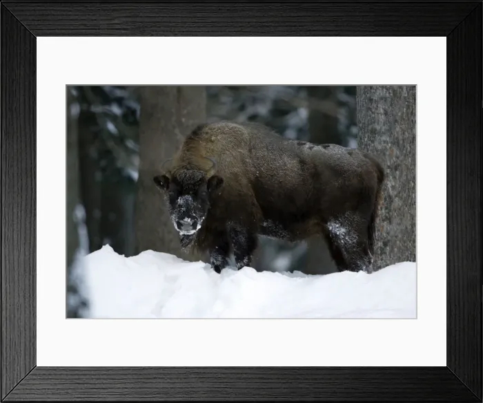 Framed Print : European Bison / Wisent - in snow covered forest, winter Bavaria, Germany Framed Print : European Bison / Wisent - in snow covered forest, winter Bavaria, Germany