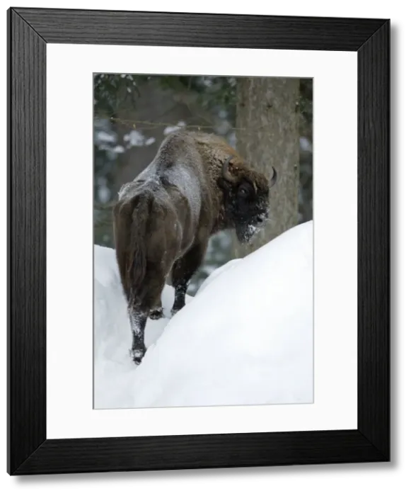 Framed Print : European Bison / Wisent - in snow covered forest, winter Bavaria, Germany Framed Print : European Bison / Wisent - in snow covered forest, winter Bavaria, Germany