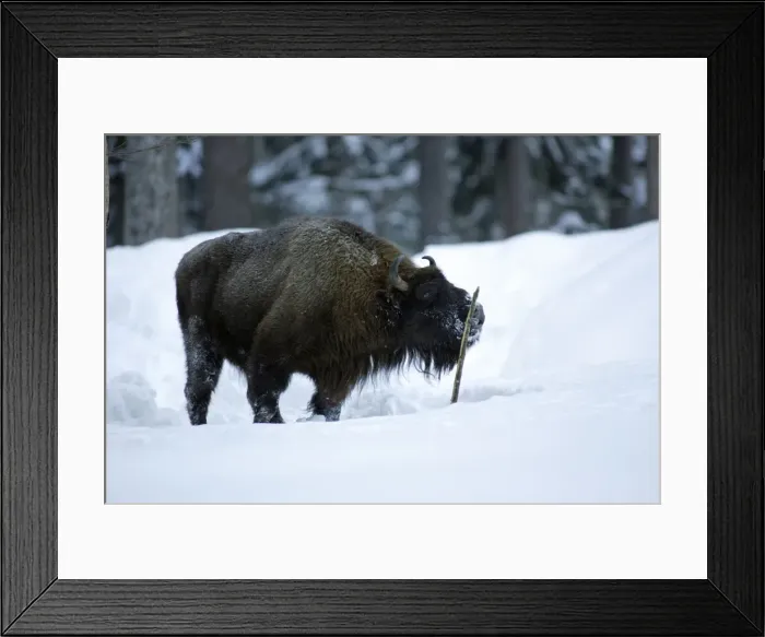 Framed Print : European Bison / Wisent - bull licking stick for scent of female during breeding season Bavaria, Germany Framed Print : European Bison / Wisent - bull licking stick for scent of female during breeding season Bavaria, Germany