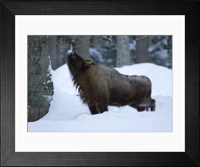 Framed Print : European Bison / Wisent - bull feeding on shoots of tree in winter Bavaria, Germany Framed Print : European Bison / Wisent - bull feeding on shoots of tree in winter Bavaria, Germany