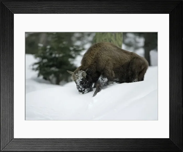 Framed Print : European Bison / Wisent - in snow covered forest, winter Bavaria, Germany Framed Print : European Bison / Wisent - in snow covered forest, winter Bavaria, Germany