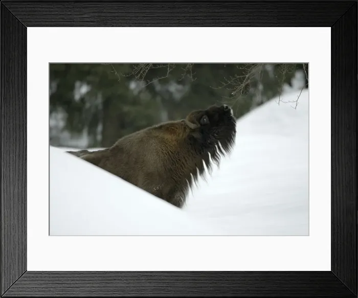 Framed Print : European Bison / Wisent - bull feeding on shoots of tree in winter Bavaria, Germany Framed Print : European Bison / Wisent - bull feeding on shoots of tree in winter Bavaria, Germany