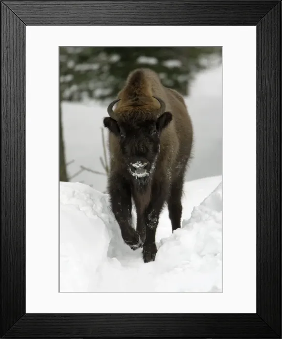 Framed Print : European Bison / Wisent - in snow covered forest, winter Bavaria, Germany Framed Print : European Bison / Wisent - in snow covered forest, winter Bavaria, Germany
