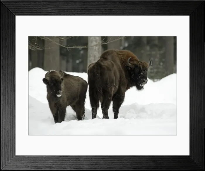 Framed Print : European Bison / Wisent - bull with calf In snow, winter Bavaria, Germany Framed Print : European Bison / Wisent - bull with calf In snow, winter Bavaria, Germany