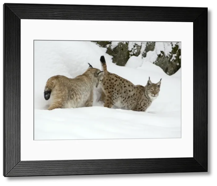 Framed Print : European Lynx- male testing female for readiness to copulate during breeding season Bavaria, Germany Framed Print : European Lynx- male testing female for readiness to copulate during breeding season Bavaria, Germany