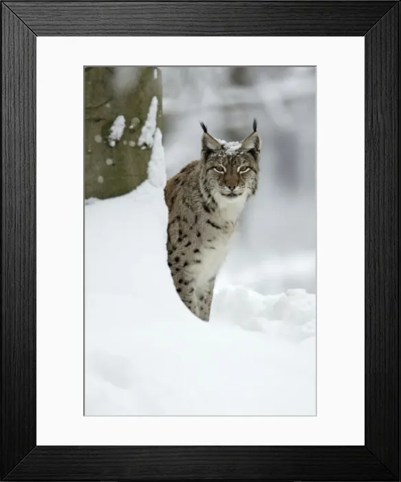 Framed Print : European Lynx- peering out from behind tree Bavaria, Germany Framed Print : European Lynx- peering out from behind tree Bavaria, Germany