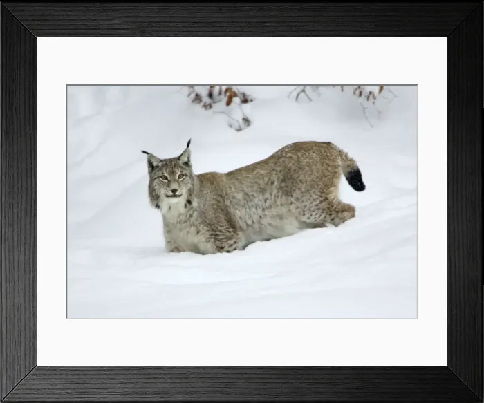 Framed Print : European Lynx - standing in deep snow, winter Bavaria, Germany Framed Print : European Lynx - standing in deep snow, winter Bavaria, Germany