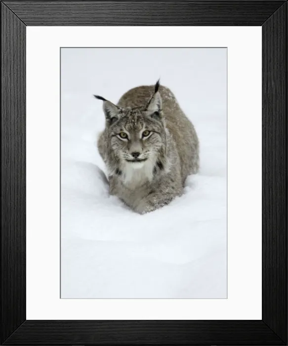 Framed Print : European Lynx - standing in deep snow, winter Bavaria, Germany Framed Print : European Lynx - standing in deep snow, winter Bavaria, Germany