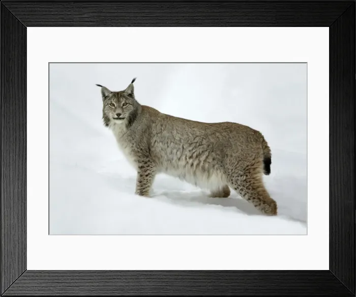 Framed Print : European Lynx - alert in deep snow, winter Bavaria, Germany Framed Print : European Lynx - alert in deep snow, winter Bavaria, Germany