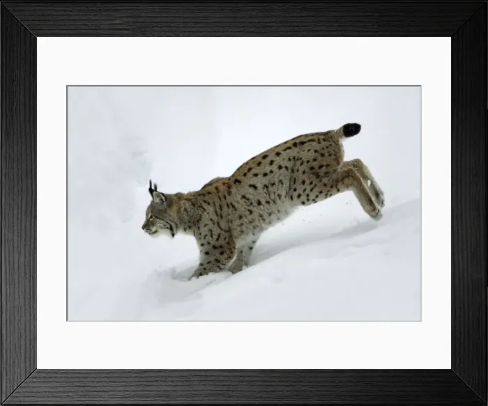 Framed Print : European Lynx - running through deep snow, winter Bavaria, Germany Framed Print : European Lynx - running through deep snow, winter Bavaria, Germany