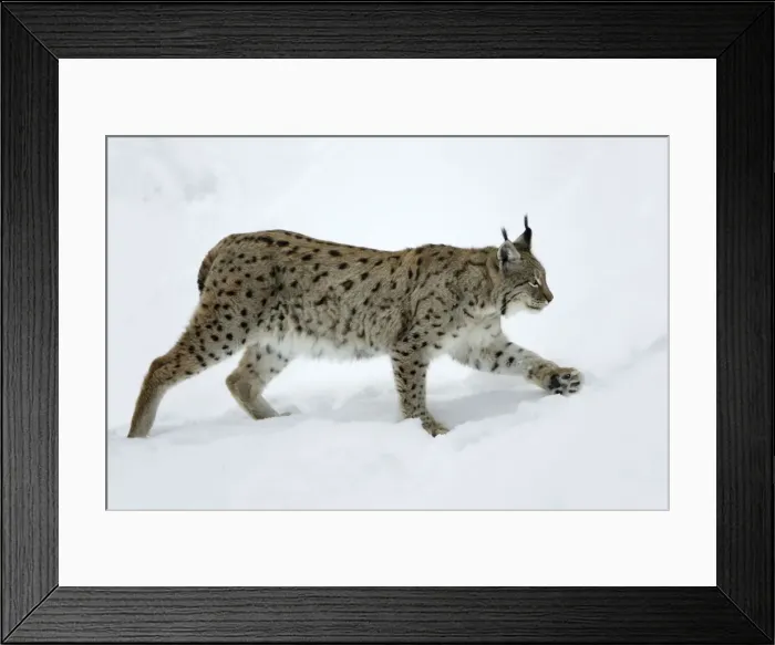 Framed Print : European Lynx - walking through deep snow winter Bavaria, Germany Framed Print : European Lynx - walking through deep snow winter Bavaria, Germany