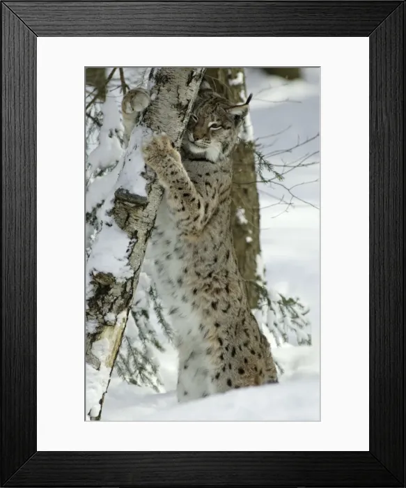 Framed Print : European Lynx - stretching and scratching with claws on tree stem Bavaria, Germany Framed Print : European Lynx - stretching and scratching with claws on tree stem Bavaria, Germany