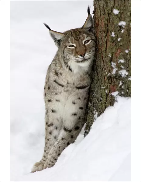 European Lynx- in snow, leaning against tree stem and purring Bavaria, Germany