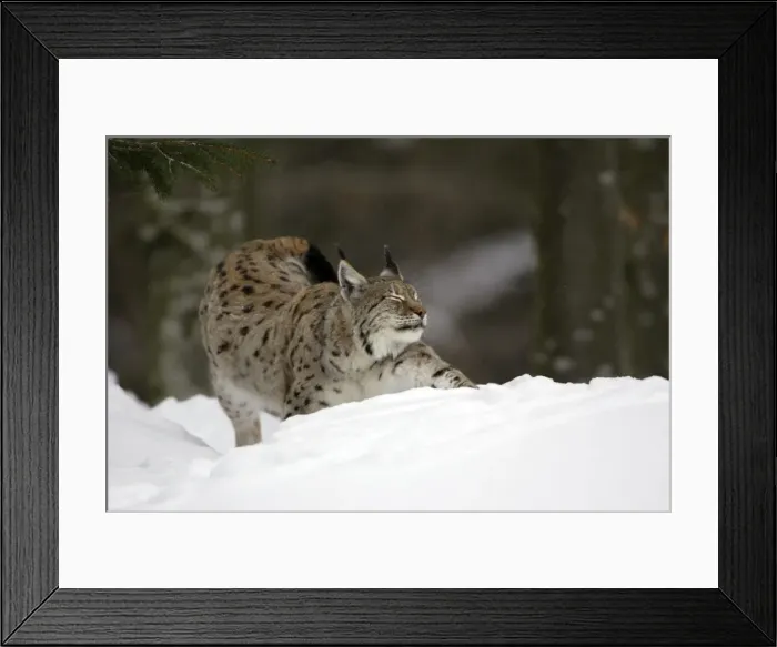 Framed Print : European Lynx- stretching itself in the snow, winter Bavaria, Germany Framed Print : European Lynx- stretching itself in the snow, winter Bavaria, Germany