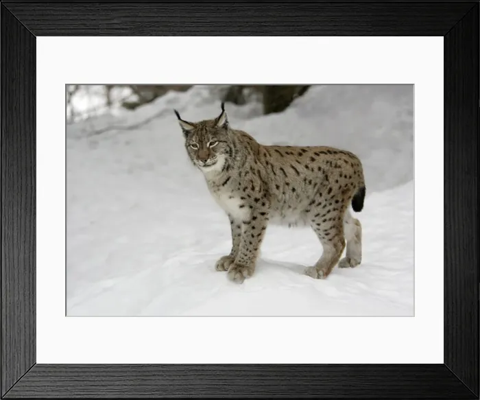 Framed Print : European Lynx- standing in snow, winter Bavaria, Germany Framed Print : European Lynx- standing in snow, winter Bavaria, Germany