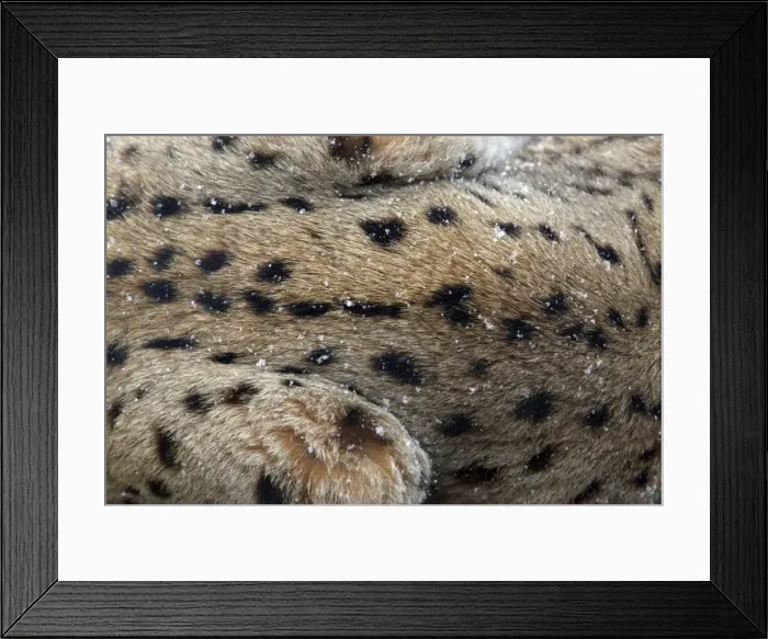 Framed Print : European Lynx - close up detail of fur, in winter Bavaria, Germany Framed Print : European Lynx - close up detail of fur, in winter Bavaria, Germany