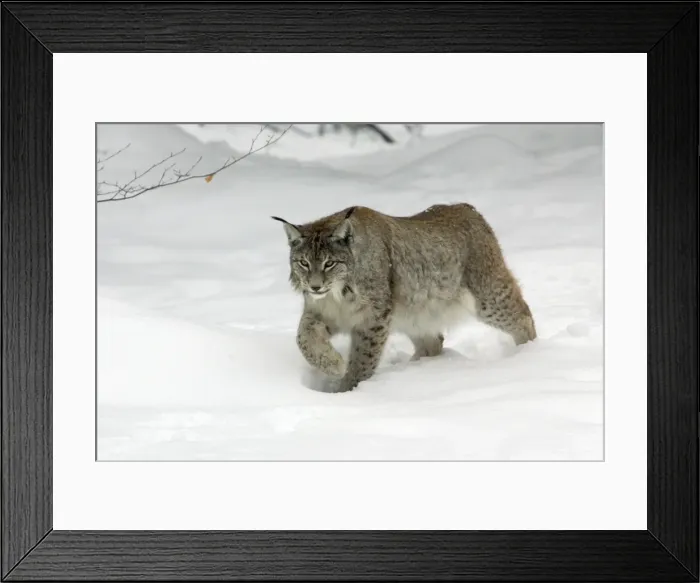 Framed Print : European Lynx - striding through deep snow, winter Bavaria, Germany Framed Print : European Lynx - striding through deep snow, winter Bavaria, Germany