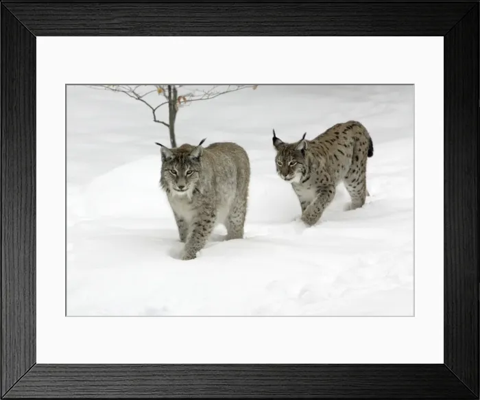 Framed Print : European Lynx - male and female walking through snow, winter Bavaria, Germany Framed Print : European Lynx - male and female walking through snow, winter Bavaria, Germany