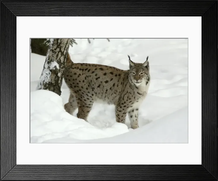 Framed Print : European Lynx - female marking tree with scent during breeding season, winter Bavaria, Germany Framed Print : European Lynx - female marking tree with scent during breeding season, winter Bavaria, Germany