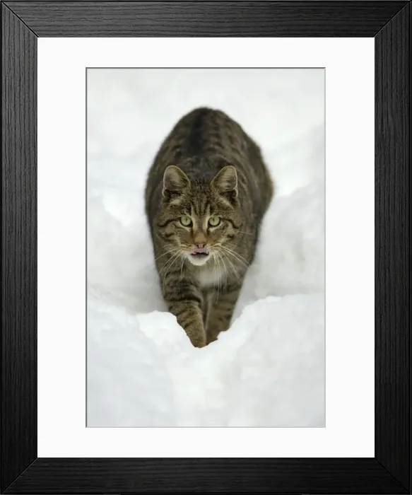 Framed Print : European Wild Cat - walking stealthily through snow, winter Bavaria, Germany Framed Print : European Wild Cat - walking stealthily through snow, winter Bavaria, Germany
