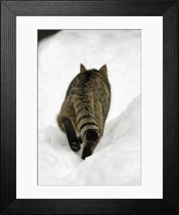Framed Print : European Wild Cat - from behind showing paw, walking through snow, winter Bavaria, Germany Framed Print : European Wild Cat - from behind showing paw, walking through snow, winter Bavaria, Germany