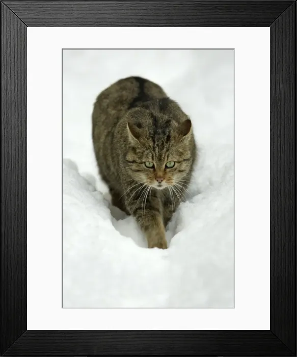Framed Print : European Wild Cat - walking stealthily through snow, winter Bavaria, Germany Framed Print : European Wild Cat - walking stealthily through snow, winter Bavaria, Germany