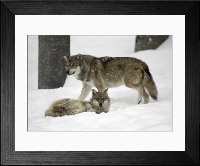 Framed Print : European Wolf - 2 animals resting in snow, winter Bavaria, Germany