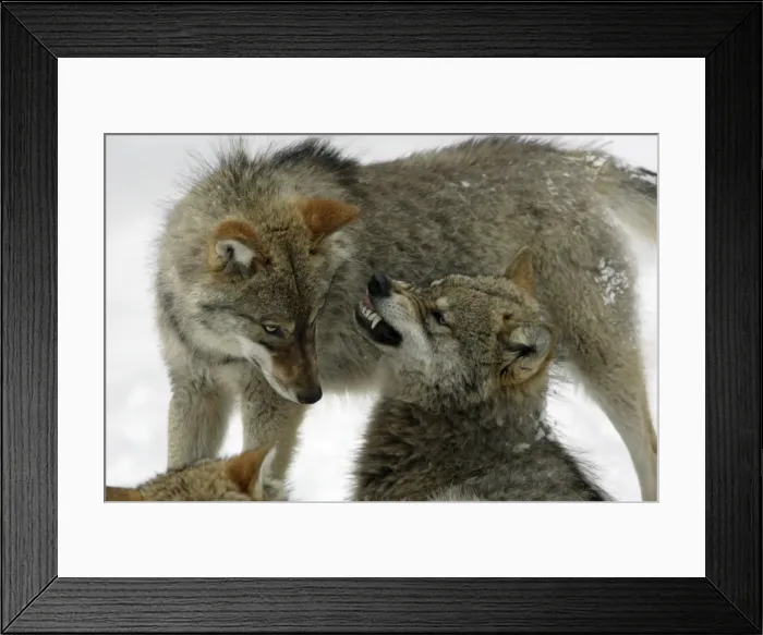 Framed Print : European Wolf - 2 young animals in winter, one acting aggressively to the other Bavaria, Germany Framed Print : European Wolf - 2 young animals in winter, one acting aggressively to the other Bavaria, Germany