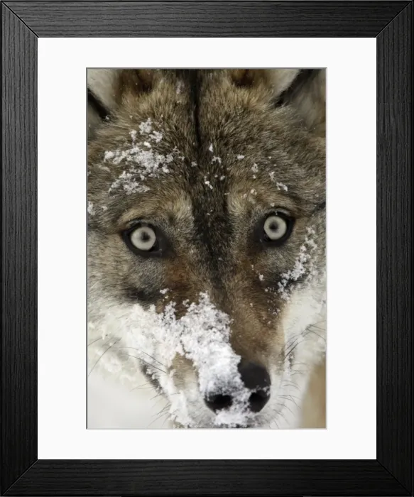 Framed Print : European Wolf - portrait of face mask covered with snow Bavaria, Germany Framed Print : European Wolf - portrait of face mask covered with snow Bavaria, Germany