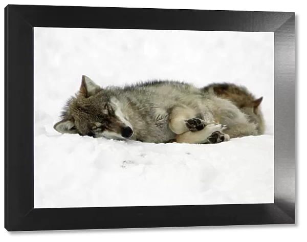 European Wolf - 2 animals sleeping in snow, winter Bavaria, Germany