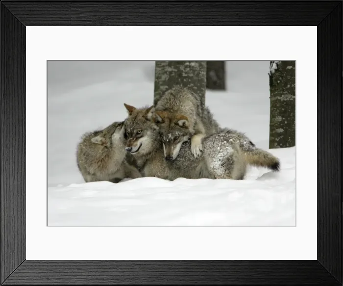Framed Print : European Wolf - 3 young animals playing in snow, winter Bavaria, Germany Framed Print : European Wolf - 3 young animals playing in snow, winter Bavaria, Germany