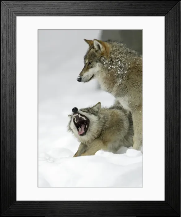 Framed Print : European Wolf - 2 animals in the snow, 1 yawning, winter Bavaria, Germany