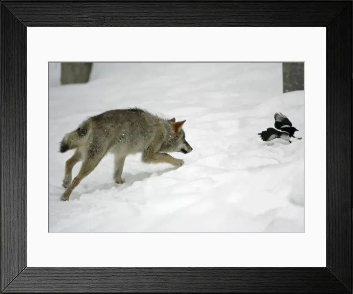 Framed Print : European Wolf - young animal chasing magpie in the snow, winter Bavaria, Germany Framed Print : European Wolf - young animal chasing magpie in the snow, winter Bavaria, Germany
