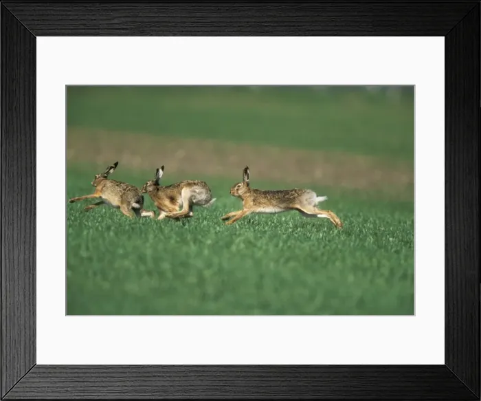 Framed Print : European Hare Bucks chasing Doe, sexual excitement, pre-copulation behaviour Framed Print : European Hare Bucks chasing Doe, sexual excitement, pre-copulation behaviour
