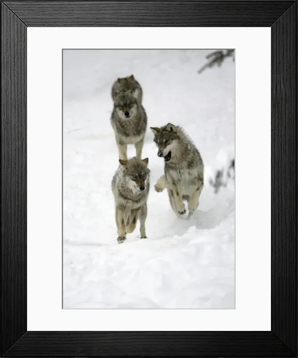 Framed Print : European Wolf - 4 young animals playing in snow, winter Bavaria, Germany Framed Print : European Wolf - 4 young animals playing in snow, winter Bavaria, Germany