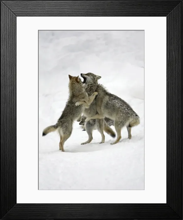 Framed Print : European Wolf - 3 young animals playing in snow, winter Bavaria, Germany Framed Print : European Wolf - 3 young animals playing in snow, winter Bavaria, Germany