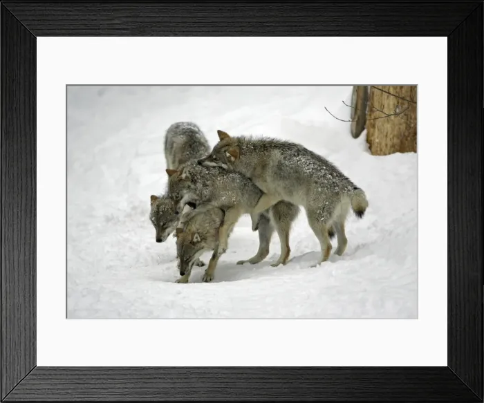 Framed Print : European Wolf - 3 young animals play fighting in snow, winter Bavaria, Germany Framed Print : European Wolf - 3 young animals play fighting in snow, winter Bavaria, Germany