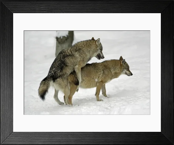 Framed Print : European Wolf - male and female alpha wolves copulating in snow, winter Bavaria, Germany Framed Print : European Wolf - male and female alpha wolves copulating in snow, winter Bavaria, Germany