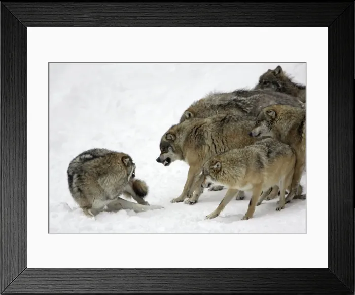 Framed Print : European Wolf - pack showing aggresssion towards rank weakest animal Bavaria, Germany Framed Print : European Wolf - pack showing aggresssion towards rank weakest animal Bavaria, Germany