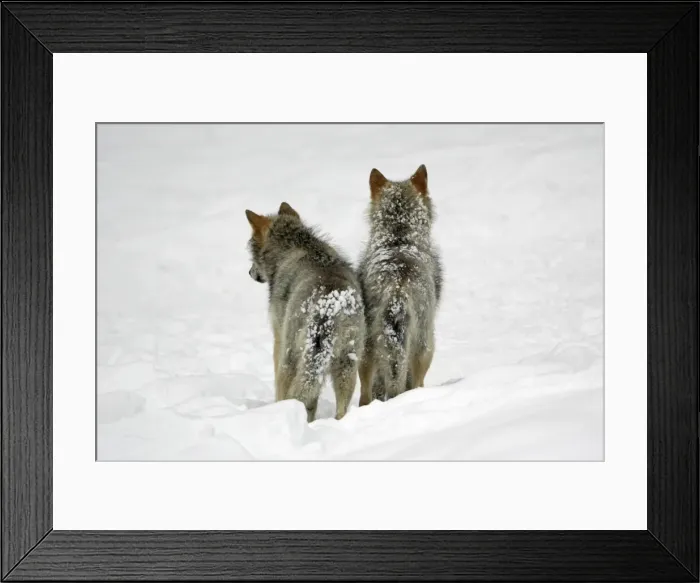 Framed Print : European Wolf - 2 young animals from behind standing in snow, winter Bavaria, Germany Framed Print : European Wolf - 2 young animals from behind standing in snow, winter Bavaria, Germany