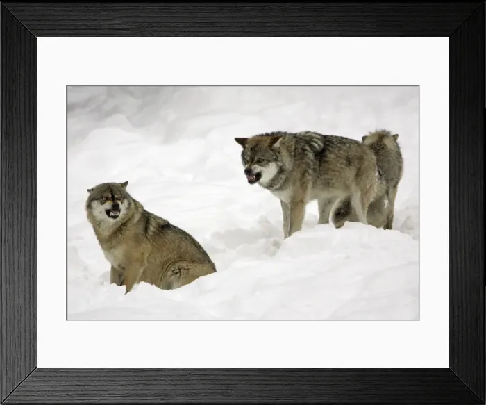Framed Print : European Wolf- 2 animals showing aggression to each other, social behaviour within pack, winter Bavaria, Germany Framed Print : European Wolf- 2 animals showing aggression to each other, social behaviour within pack, winter Bavaria, Germany